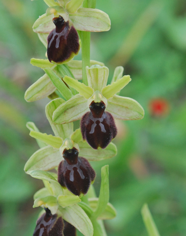 Ophrys del gruppo sphegodes dalla Calabria