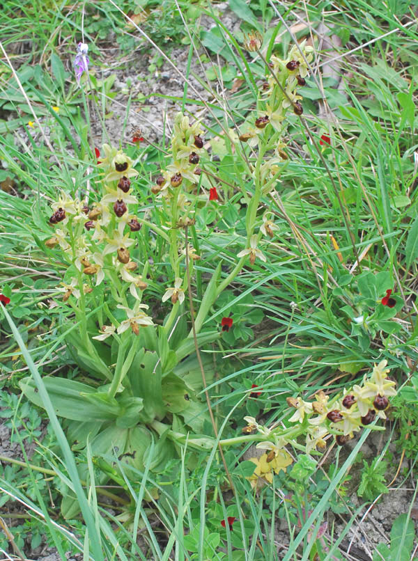 Altre Ophrys dalla Calabria