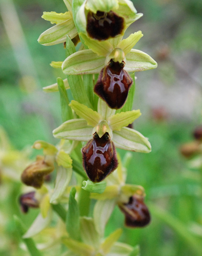 Altre Ophrys dalla Calabria