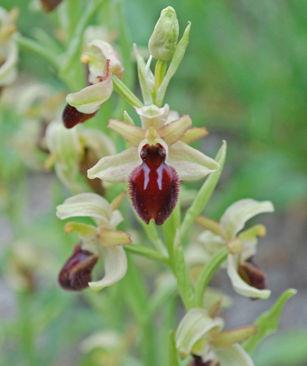 Altre Ophrys dalla Calabria