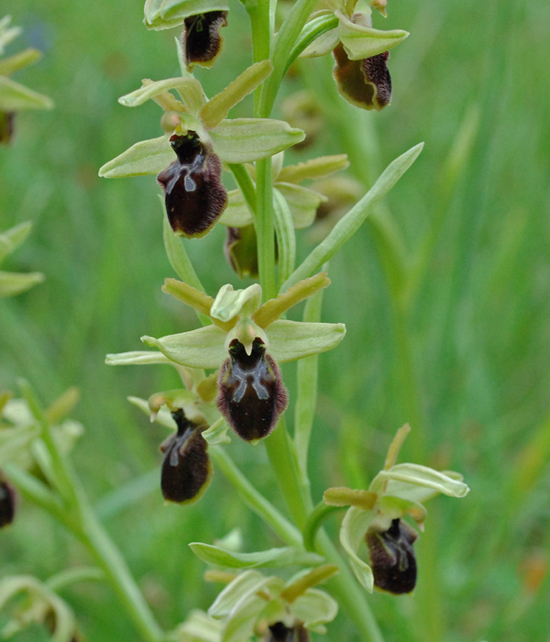 Altre Ophrys dalla Calabria