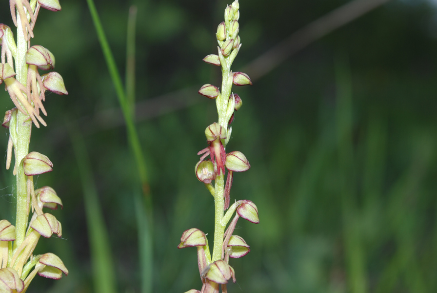 Orchis antropophora