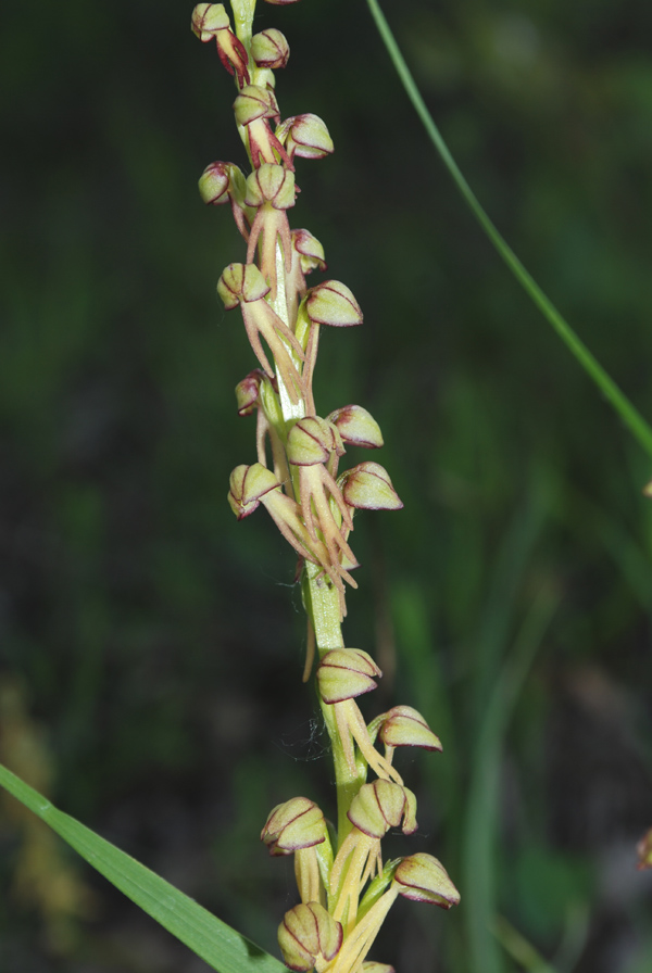 Orchis antropophora