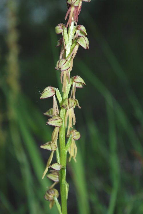 Orchis antropophora