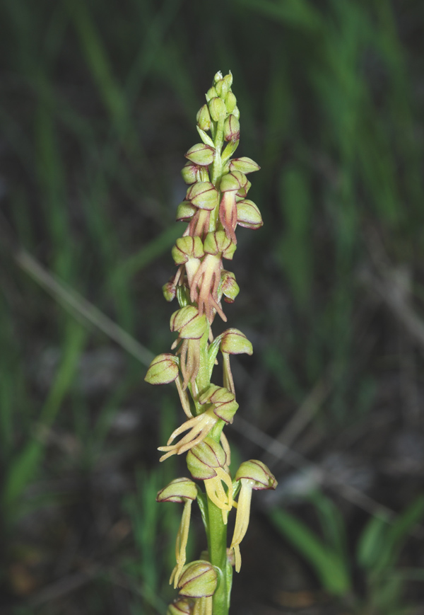 Orchis antropophora