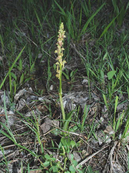 Orchis antropophora