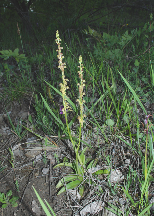 Orchis antropophora