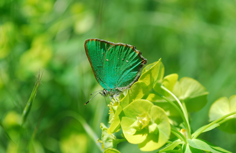 Callophrys rubi