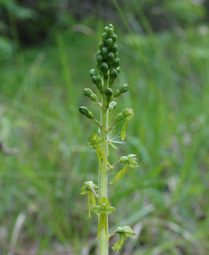 Neottia ovata