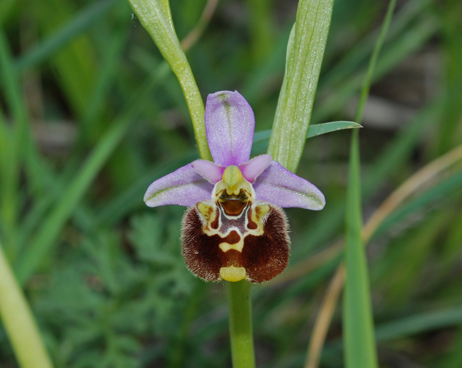 Ophrys holosericea subsp. holosericea