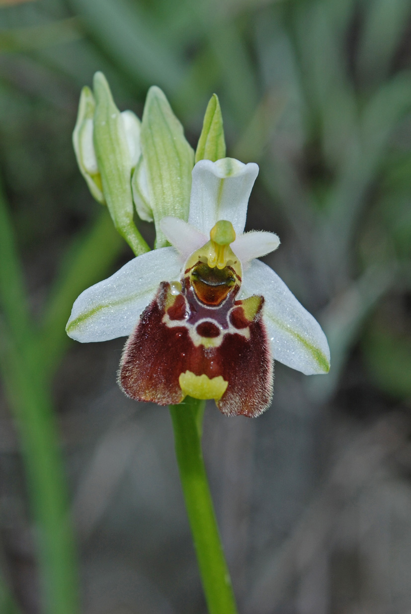 Ophrys holosericea subsp. holosericea