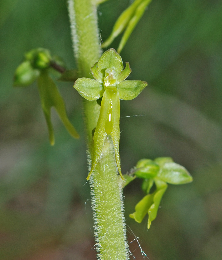 Neottia ovata