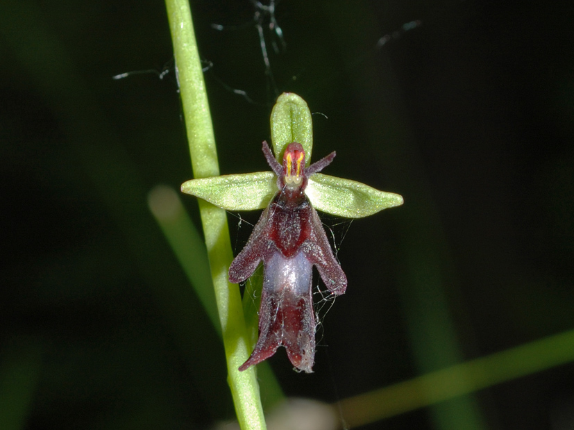 Ophrys insectfera