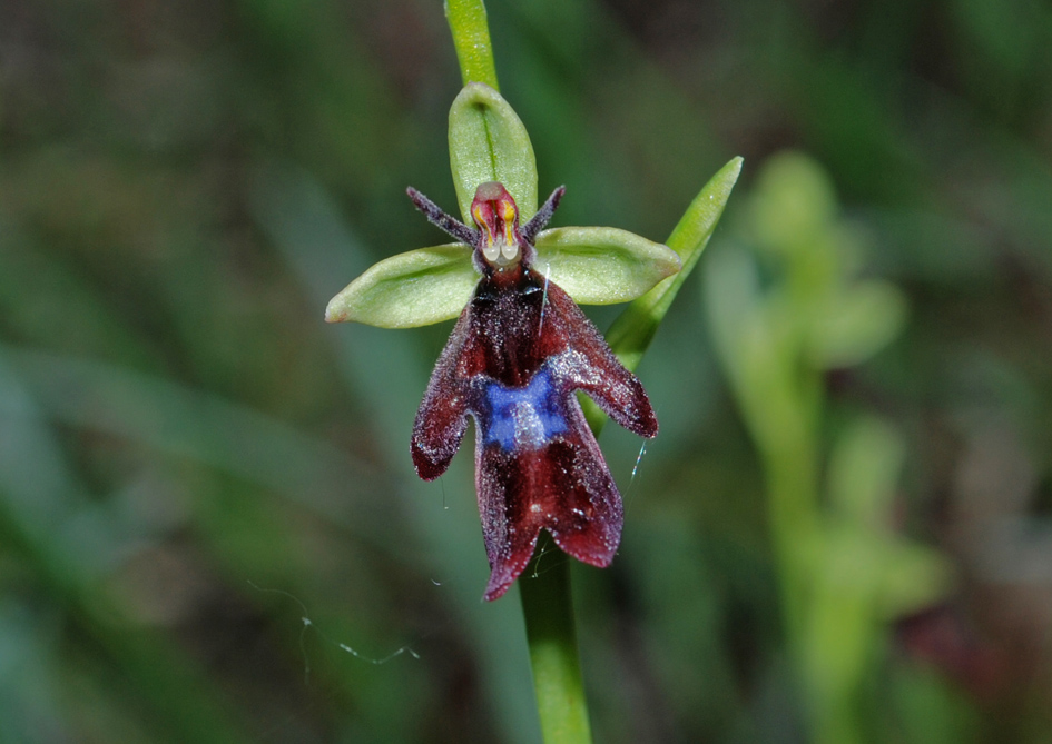 Ophrys insectfera