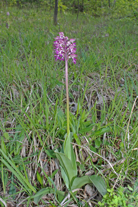 Orchis x angusticruris - bis?