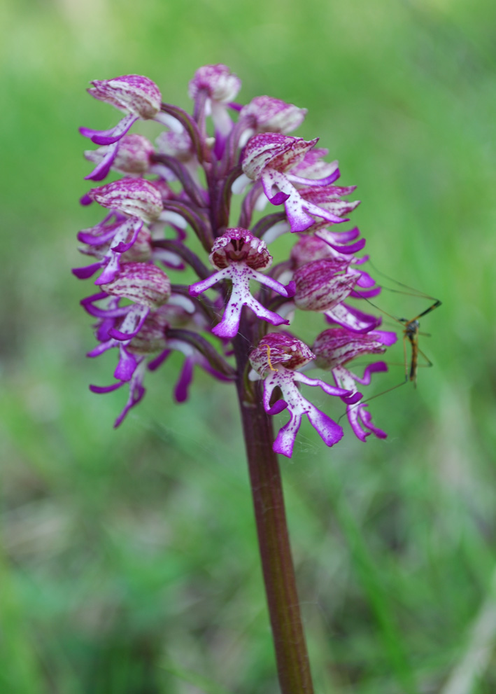 Orchis x angusticruris - bis?