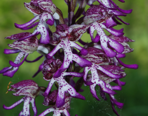 Orchis x angusticruris - bis?