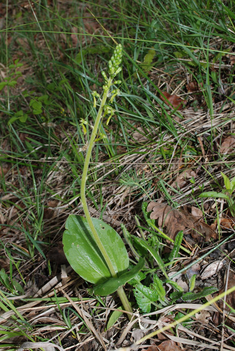 Neottia ovata