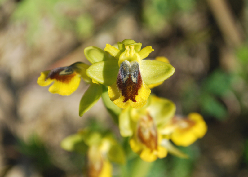 Ophrys lutea dell''Aspromonte