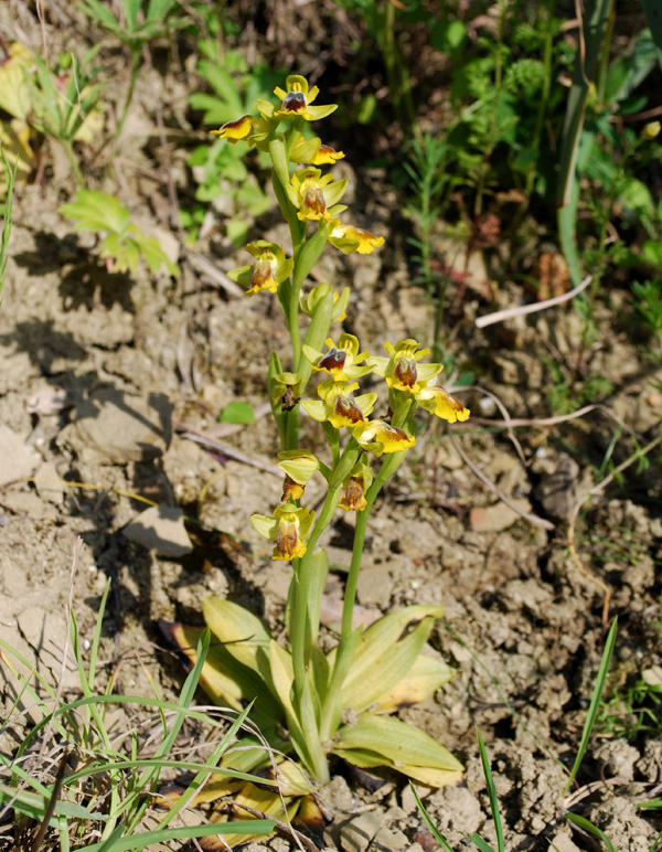 Ophrys lutea dell''Aspromonte