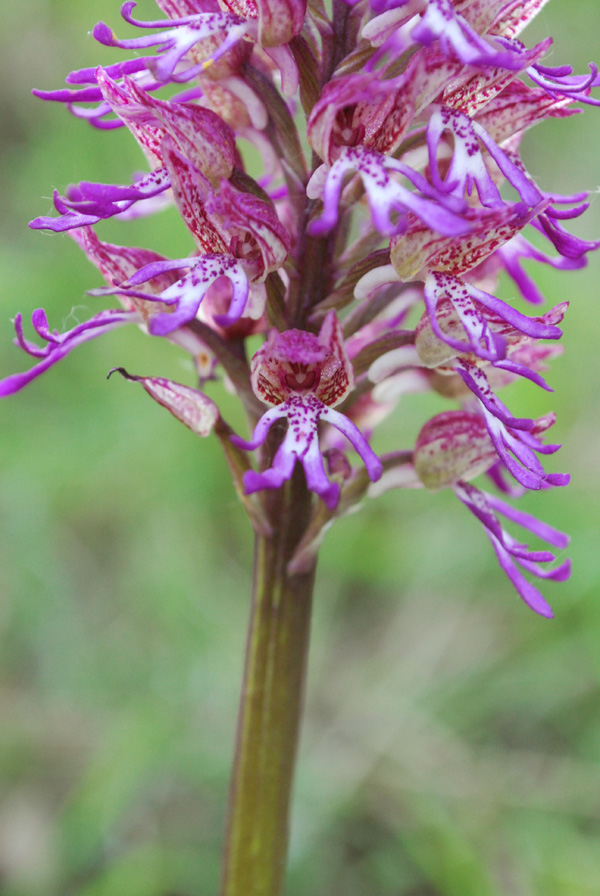 Orchis x angusticruris ?