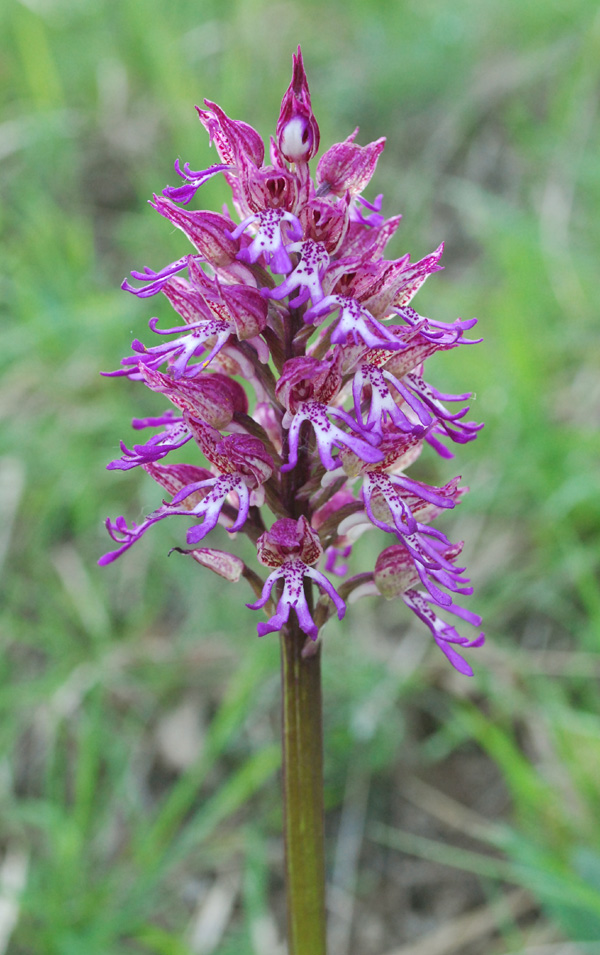 Orchis x angusticruris ?