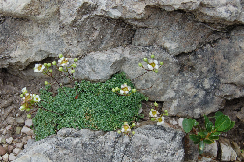 Dolomiti di Sesto - Saxifraga sp.