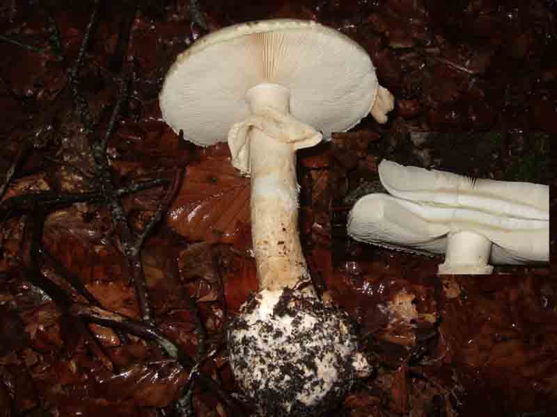 Amanita