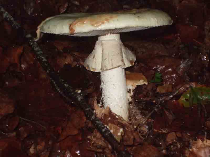 Amanita