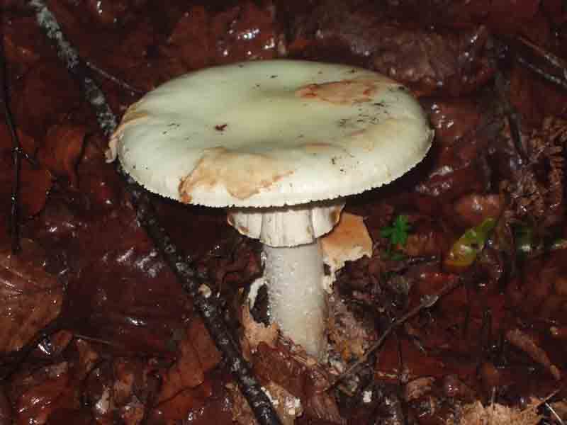 Amanita