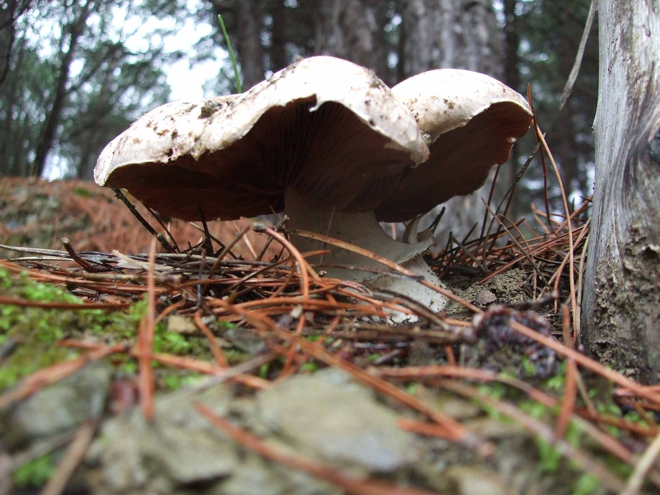 Varie specie di funghi da catalogare