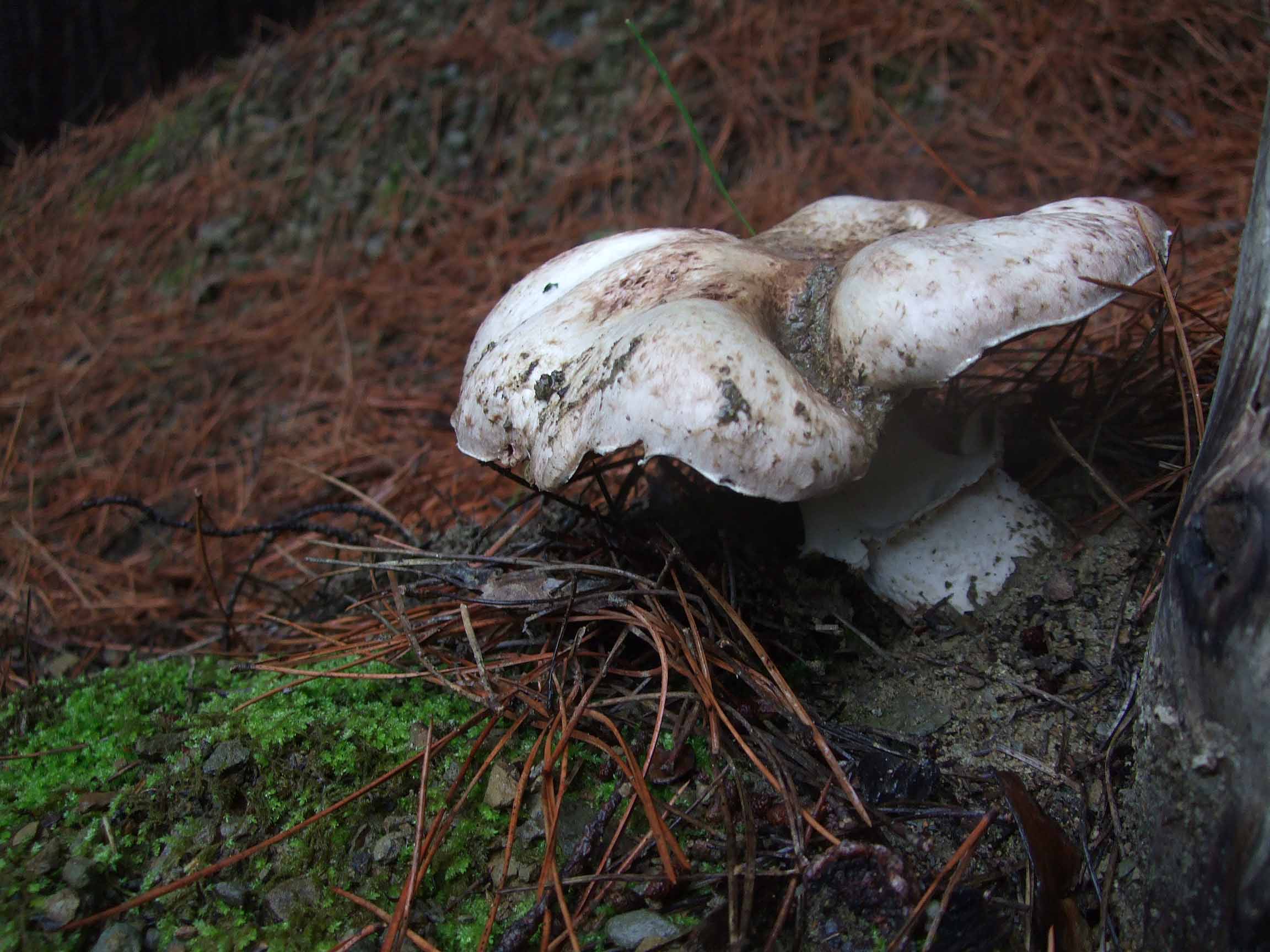 Varie specie di funghi da catalogare