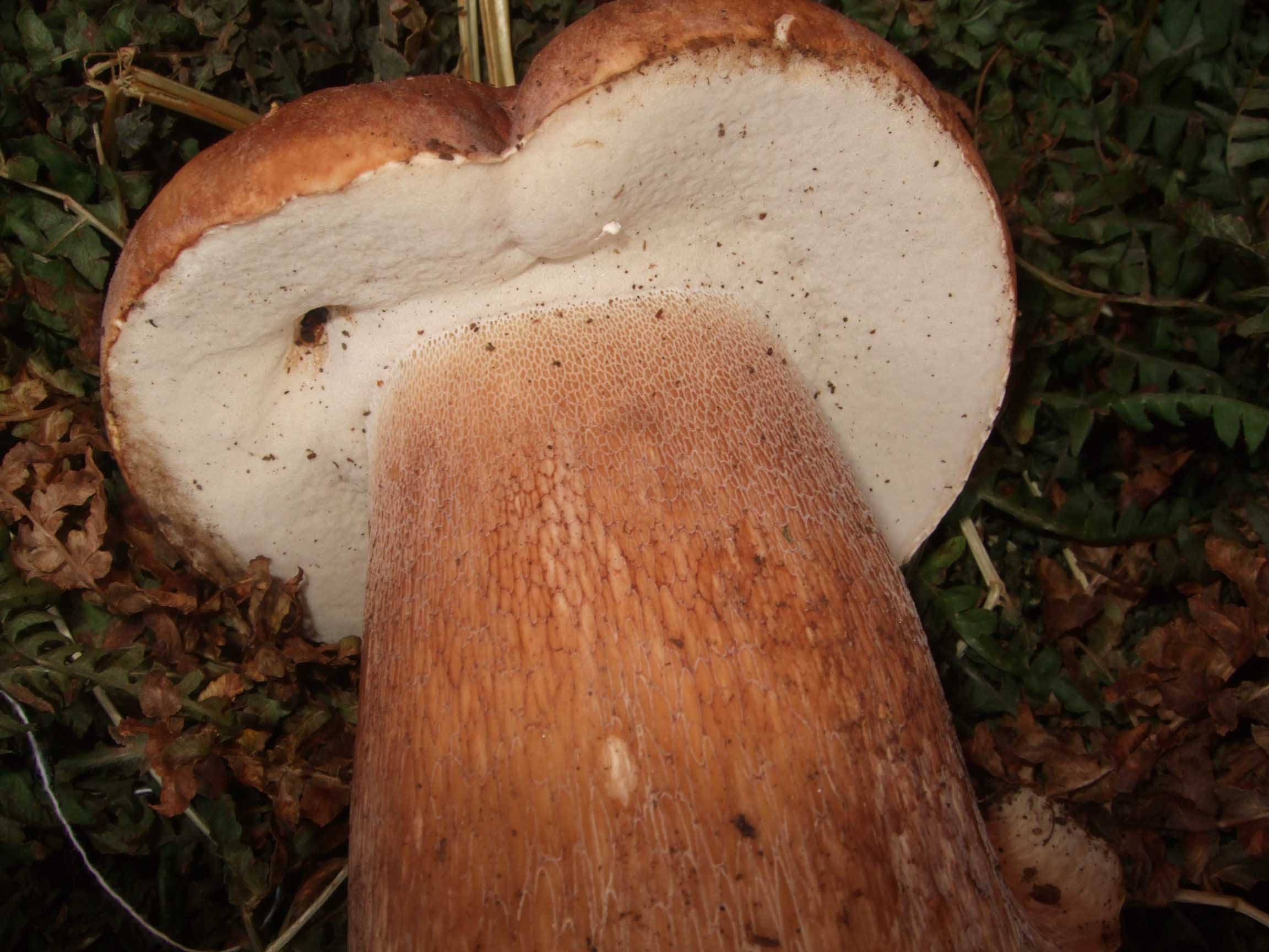 Che specie di boletus ?