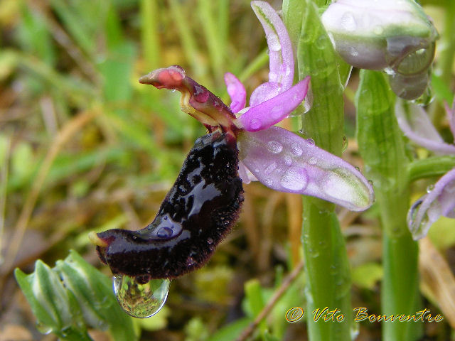 Variabilit macula O.bertolonii