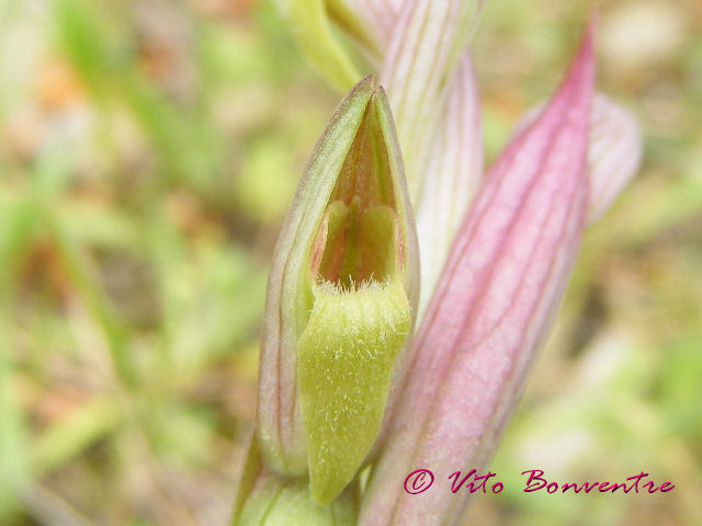 Serapias marziana