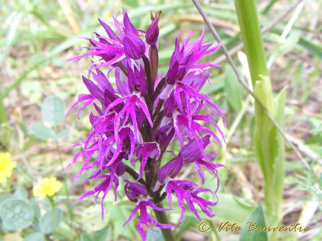 Orchis italica var rubra