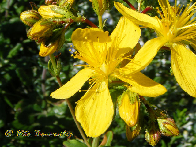 Hypericum perfoliatum