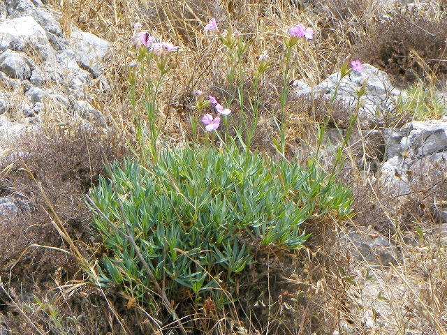 Dianthus sylvestris e Dianthus cfr.rupicola