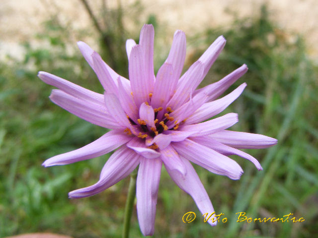 Scorzonera undulata (=Scorzonera deliciosa) e Tragopogon porrifolius