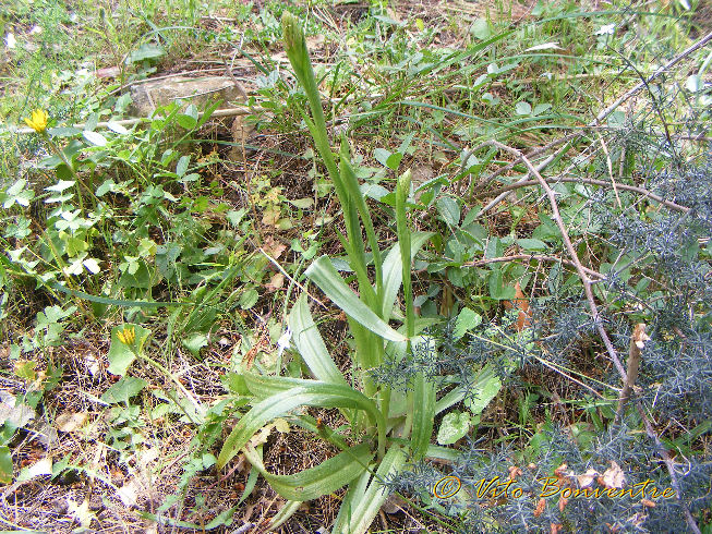 Anacamptis pyramidalis