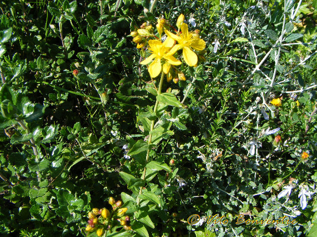 Hypericum perfoliatum