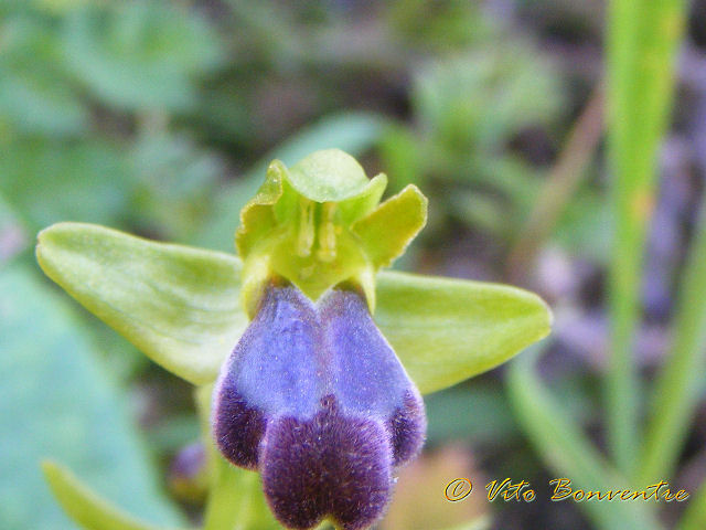 Ophrys fusca ????????