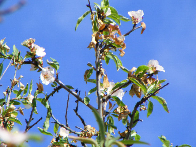 Qui qualcuno bleffa - Prunus dulcis