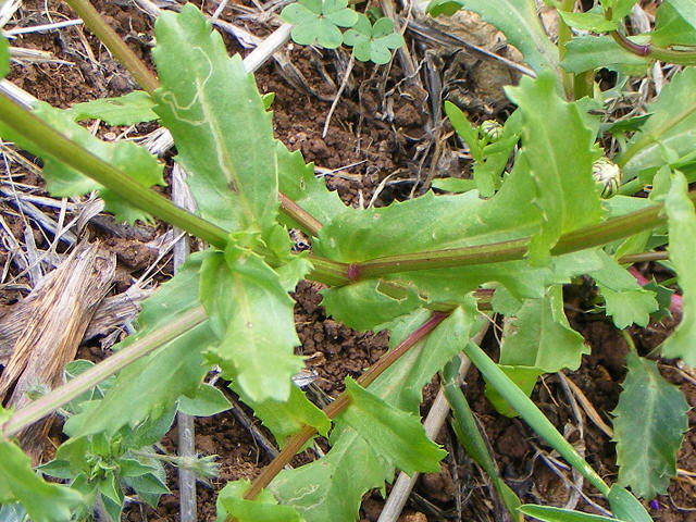 Coleostephus myconis  / Margherita gialla