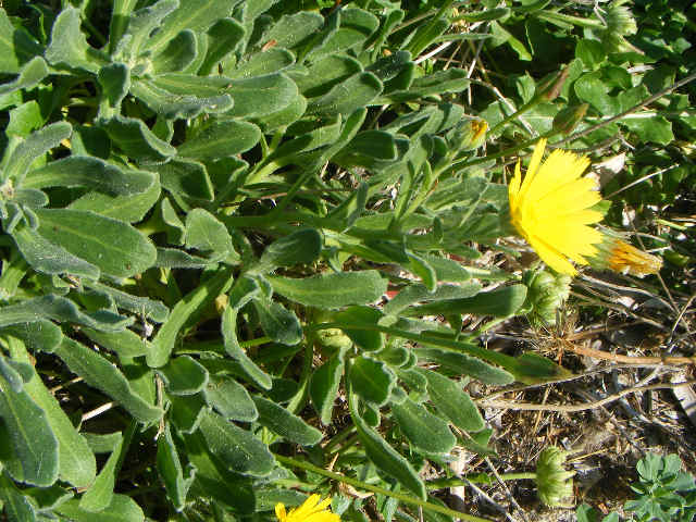 Calendula maritima (=Calendula suffruticosa subsp. maritima) / Fiorrancio marittimo