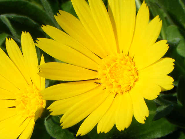 Calendula maritima (=Calendula suffruticosa subsp. maritima) / Fiorrancio marittimo