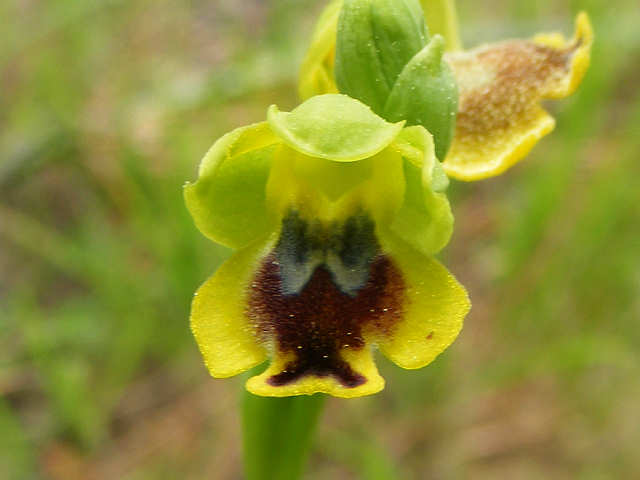 Ophrys sicula