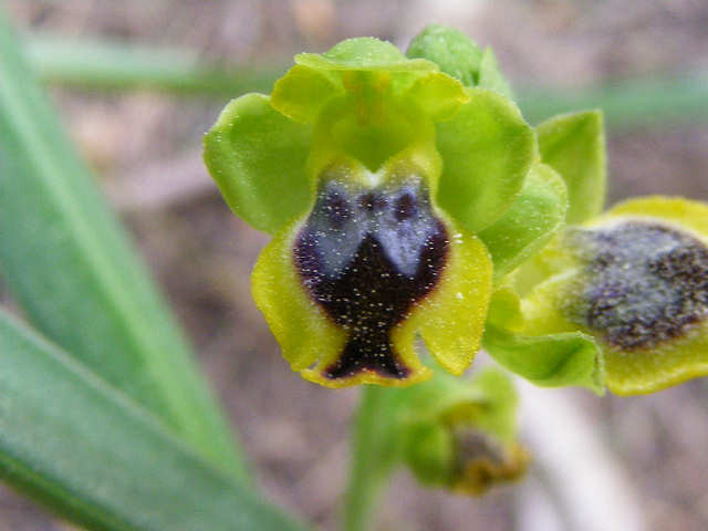 Ophrys sicula