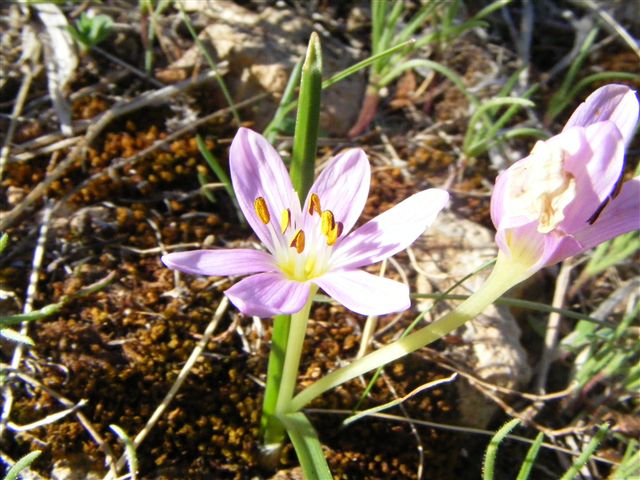 Colchicum cupanii / Colchico di Cupani