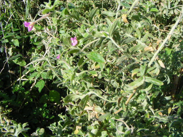 Epilobium hirsutum